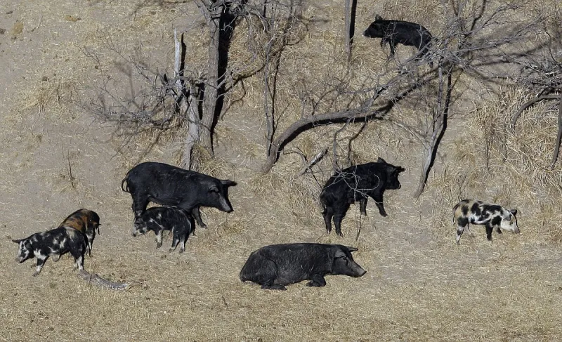 Plant Board approves use of warfarin in feral hog bait