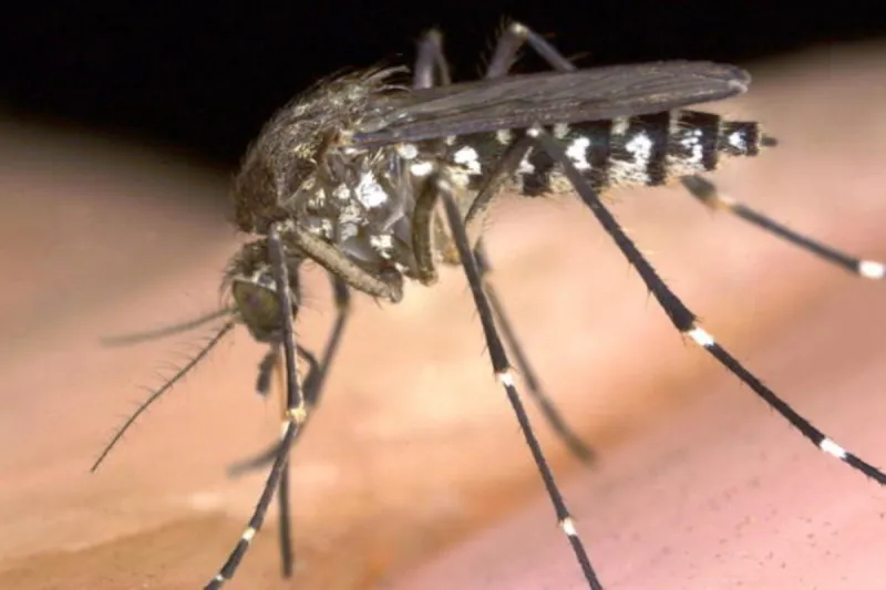 When A Mosquito Bite Needs More Than A Home Remedy