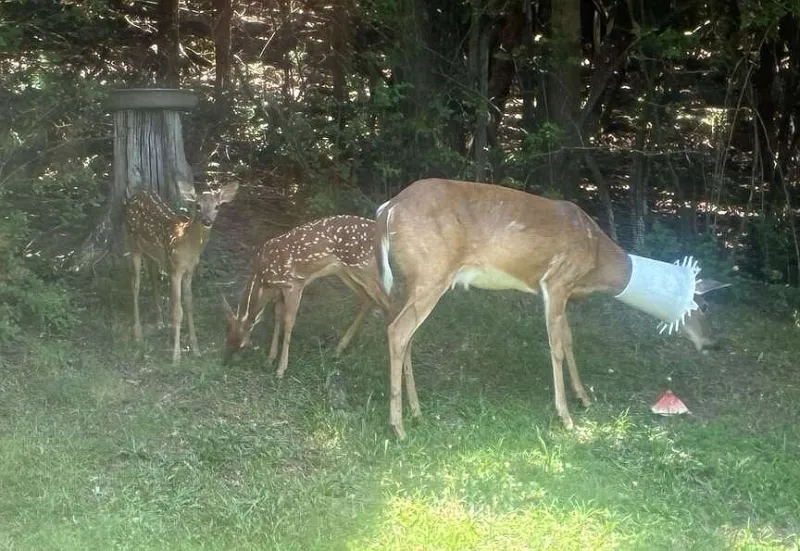 OPINION | FLIP PUTTHOFF: Deer wears a whiter shade of 'pail'