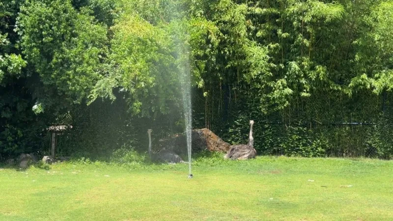 Little Rock Zoo helps animals beat the heat as Arkansas temperatures soar