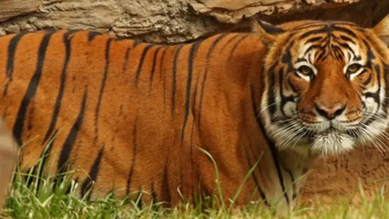 Little Rock Zoo to temporarily close for a week due to excessive heat