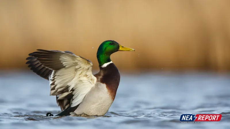 St. Francis Lake Waterfowl Draw Opposed by Trumann Mayor