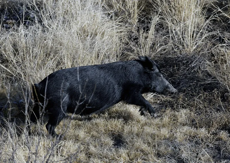 Department of Agriculture offering $35 million for feral swine reduction
