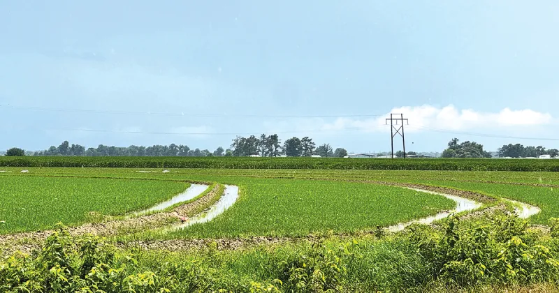Arkansas rice acres planted drop to lowest level in 50 years