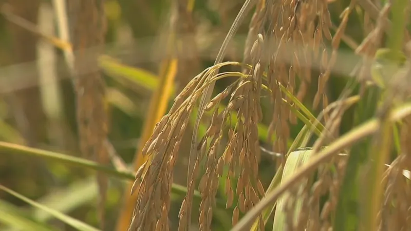 Why Arkansas rice matters: Students get an inside look at the state's largest crop