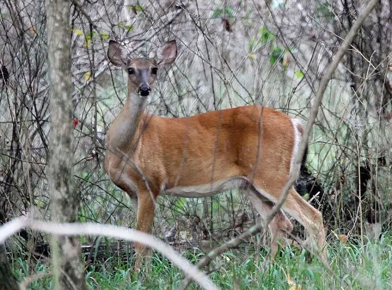Deer equipped to handle parasites; public should report signs of disease in wildlife to Game & Fish hotline