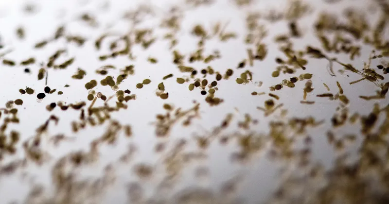Research continues to block nematode that attacks soybean plant