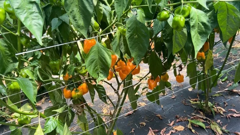 Arkansas farmers see renewed interest in local produce as Cyclospora cases rise