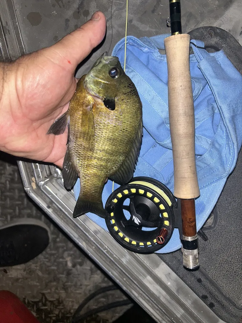 Arkansas Outdoors: Fly fishing outing turns into showdown under the stars