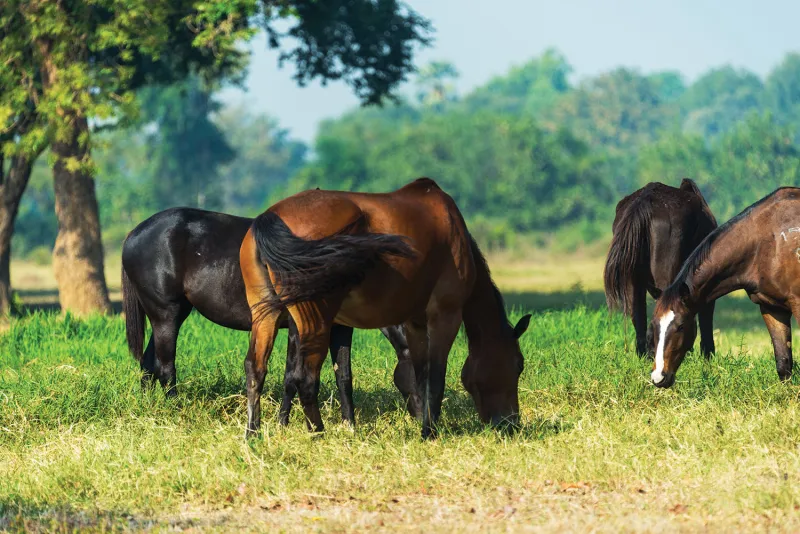 Safely Grazing Metabolic Horses