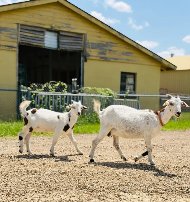 New World Screwworm is a Threat to Small Ruminants as Well as Cattle