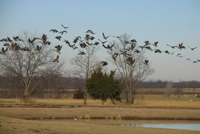 Arkansas Outdoors: U.S. Fish and Wildlife Service change will hurt ducks