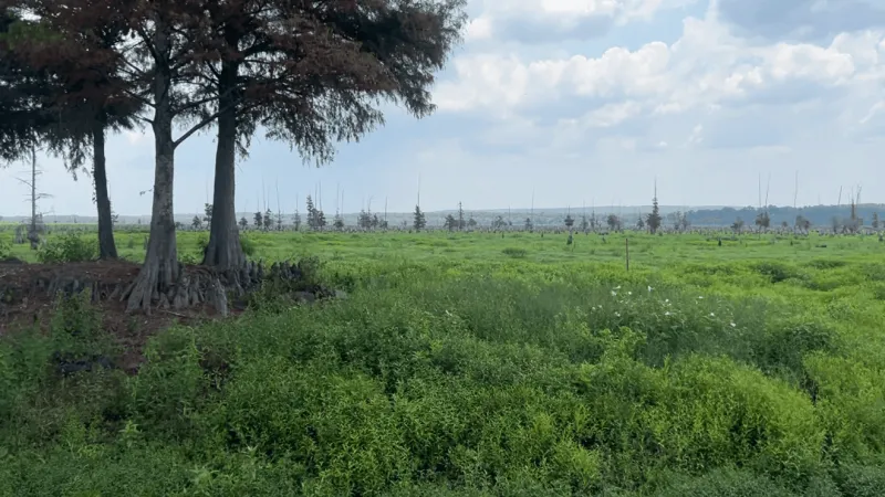 Lake Conway renovation nears three-year mark as restoration continues