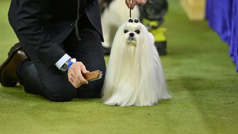 Arkansas Kennel Club wraps up three-day dog show in Little Rock