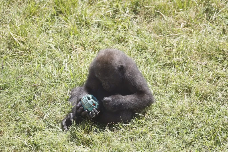 Little Rock Zoo operating on adjusted hours through August due to heat