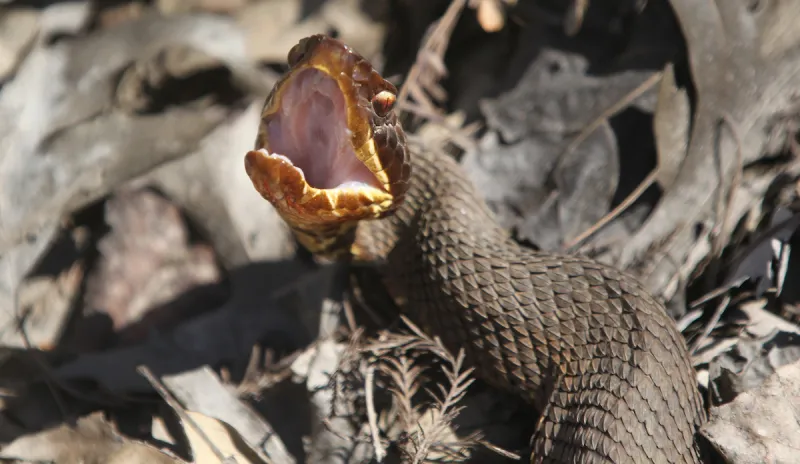 Maumelle football player finds cottonmouth IN HIS HELMET
