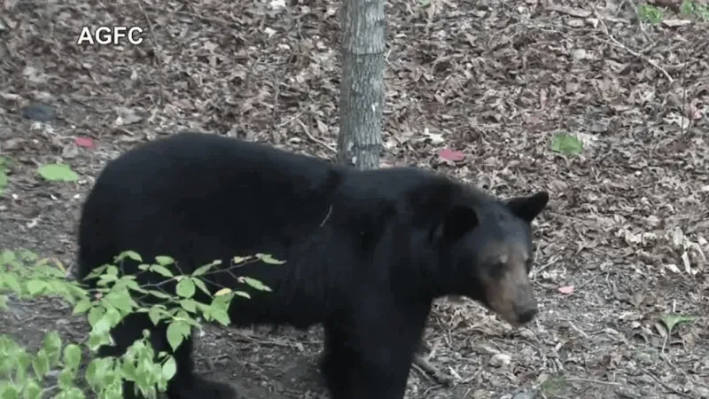 'It makes you sad:' Poacher allegedly kills, dismembers bear for trophy