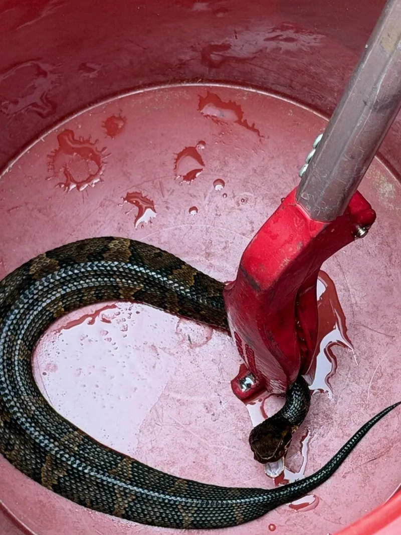 Maumelle emphasizes safety after venomous snake found in football player's helmet