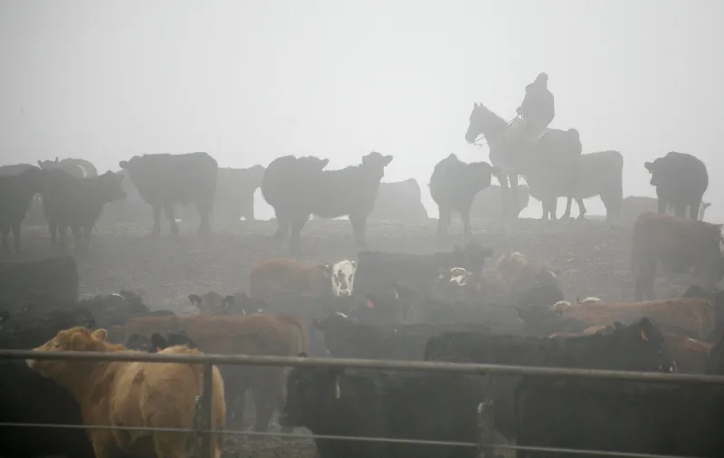Tyson Foods beef plant closures 'devastating' for communities