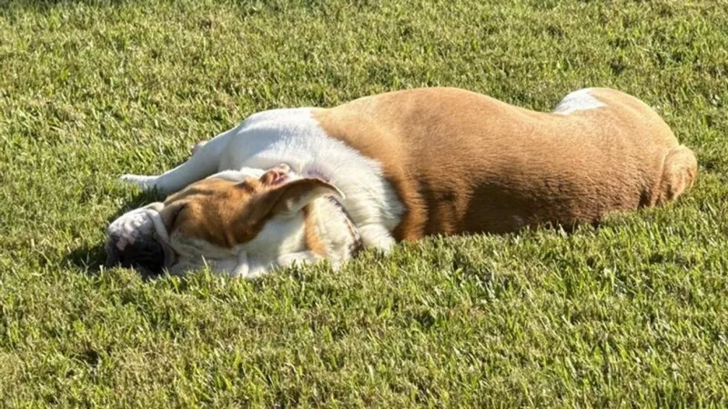 North Little Rock animal shelter takes precautions to keep dogs safe in extreme heat