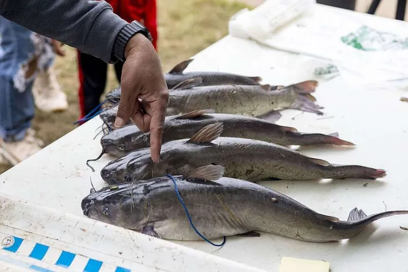 NWA fishing report: Catfish best bet in summer heat; bluegill always cooperative