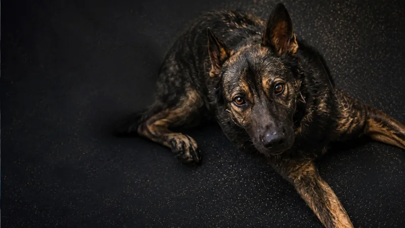 Poinsett County Sheriff's Office Mourns Death of K-9 Deputy Drex