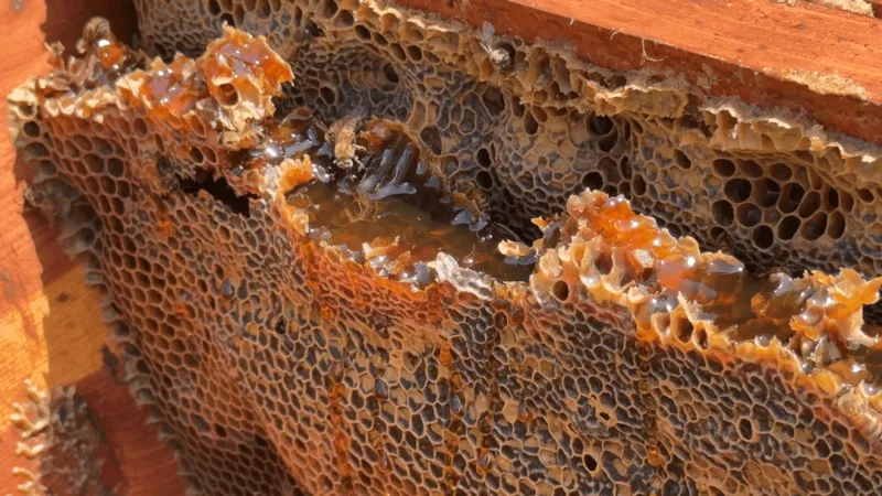 Arkansas heat challenges bees as bipartisan bill aims to expand pollinator habitat