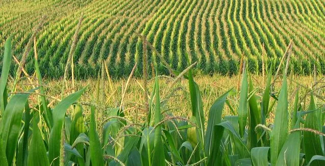 Corn and rice harvest underway in Arkansas