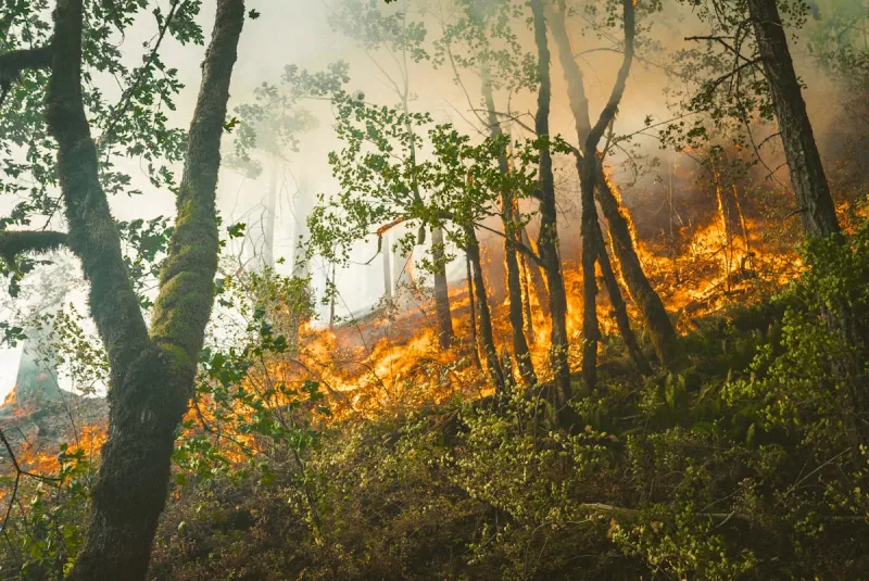 Arkansas Pine Tree Rd Wildfire Grows 2000+ Acres: New Dashboard