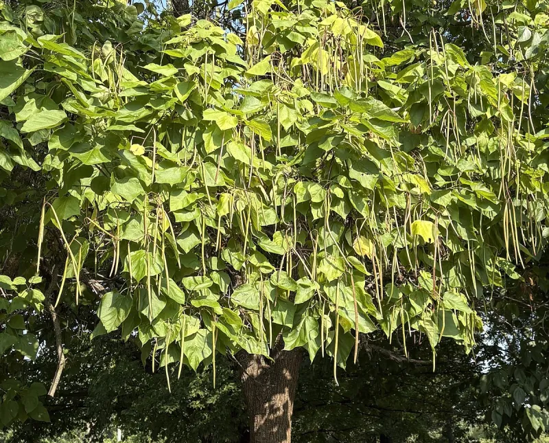 IN THE GARDEN: Tree with vine-like appendages is a catalpa