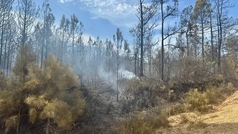 Dept. of Agriculture: 2,000-acre Pine Tree Road Fire 80% contained as of Saturday morning