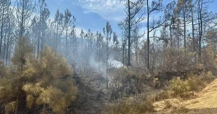 Pine Tree Road Fire in Union County 80% contained