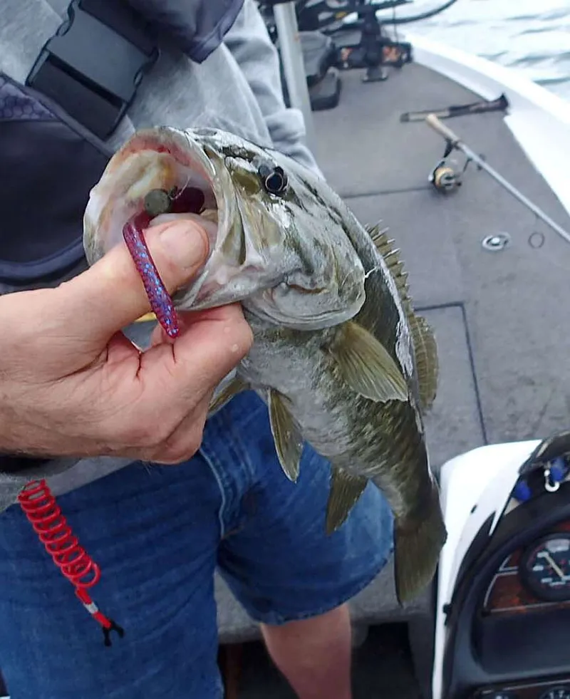 NWA fishing report: Fish early with top-water lures to catch black bass
