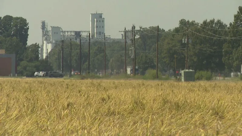 Arkansas rice co-ops warn imports could top 50% by 2033, urge protections for growers