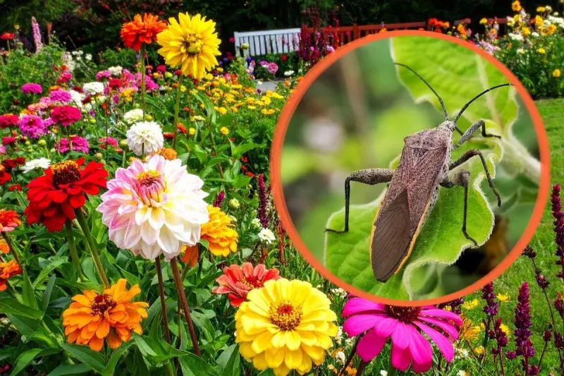 Free Texarkana Gardening Class: Spot Beneficial Bugs & Pests