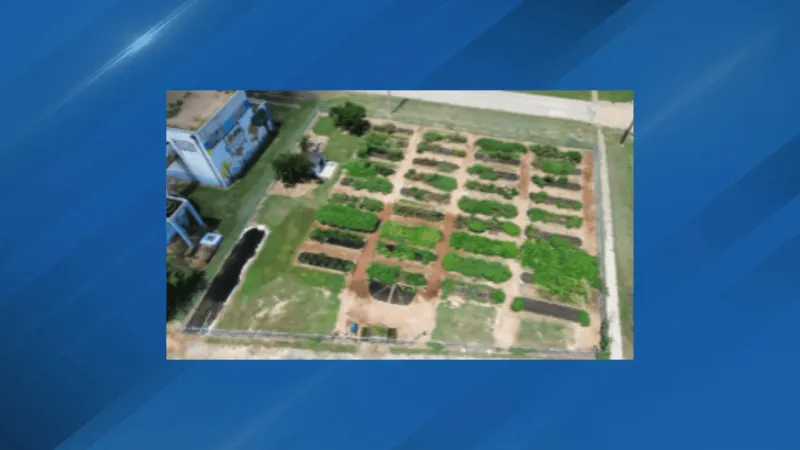 Raised bed community garden in Brinkley supplies food to about 70 families weekly