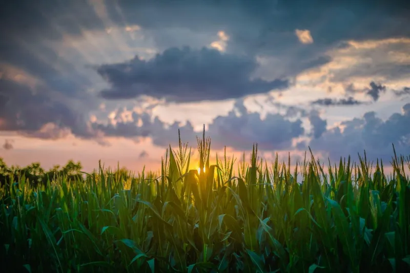 What Is Corn Sweat? Why It Can Make Louisiana Feel Hotter