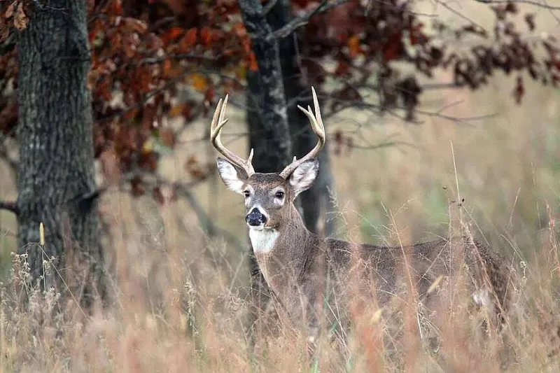 Fall hunting seasons on the horizon; dove season opens Sept. 5