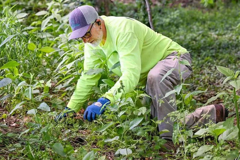NWA outdoor events: Pull invasive plants at park, feast on wild game