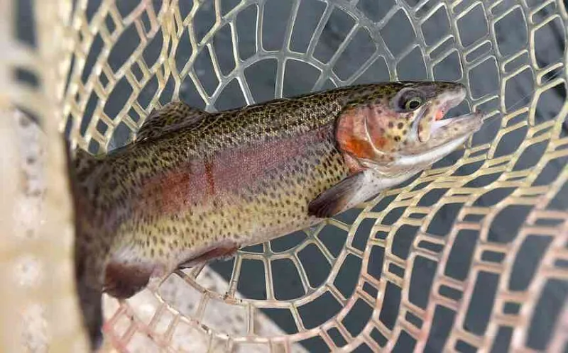 NWA fishing report: Try 'crawlers to catch bass, walleye, catfish