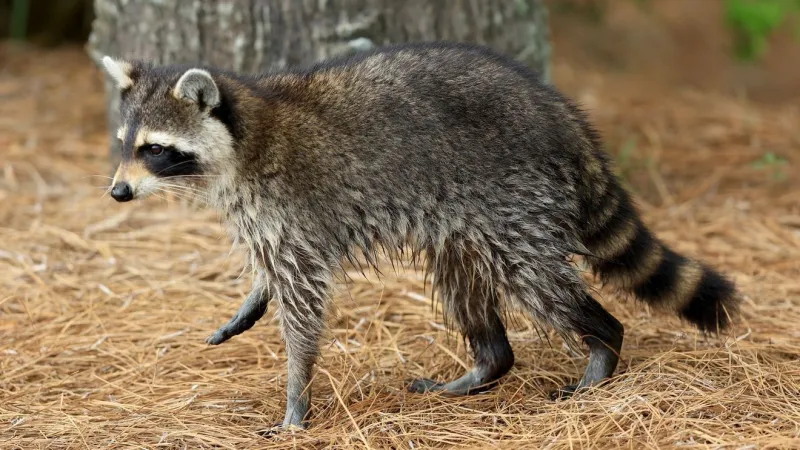 Arkansas restaurant closes after raccoons break-in, vandalize building