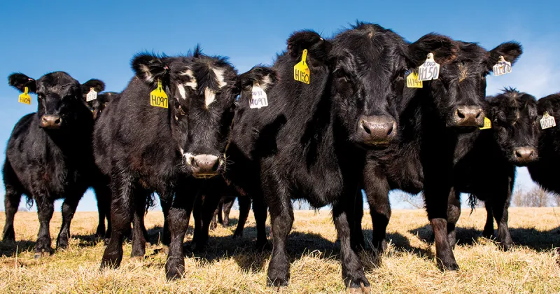 Cattle prices plummet in wake of Trump tariff policy