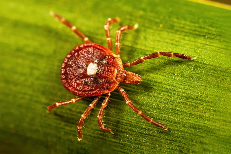 TICK, TICK, BOOM! Alpha-gal syndrome, the severe tick-borne allergy, is spreading rapidly