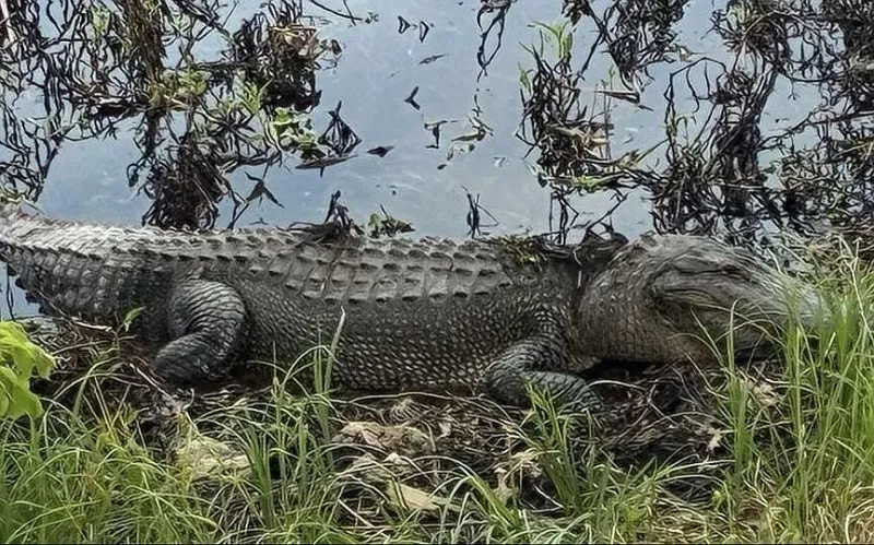 ARKANSAS A-Z: American alligator - Apex predator, hunters' prey in state