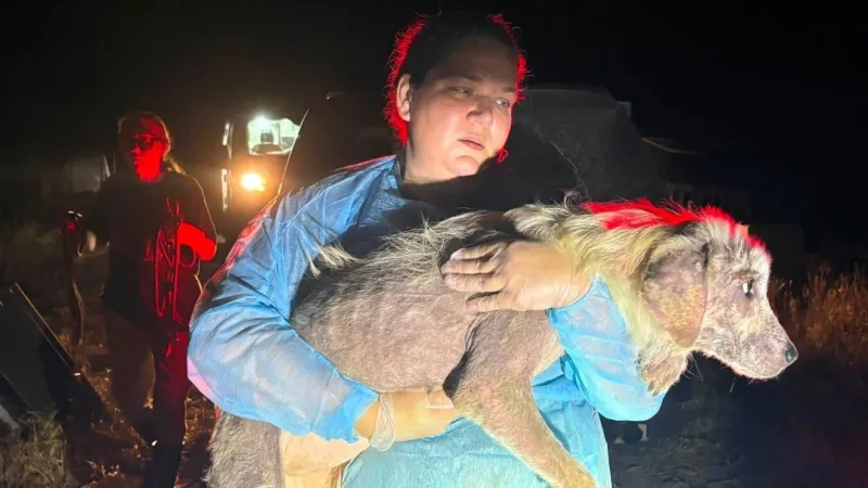 Ten dogs recovering after overnight rescue in Charleston; man arrested on animal cruelty