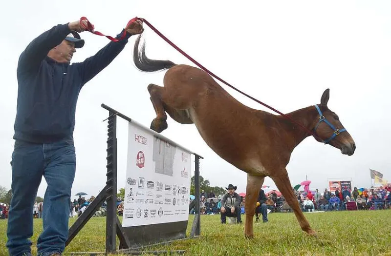 Pea Ridge Mule Jump 2026 prizes are bigger
