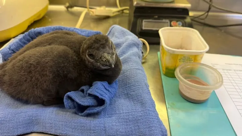 Little Rock Zoo welcomes brand new penguin chick