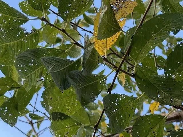 IN THE GARDEN: Warm, wet seasons may have triggered disease in cherry tree