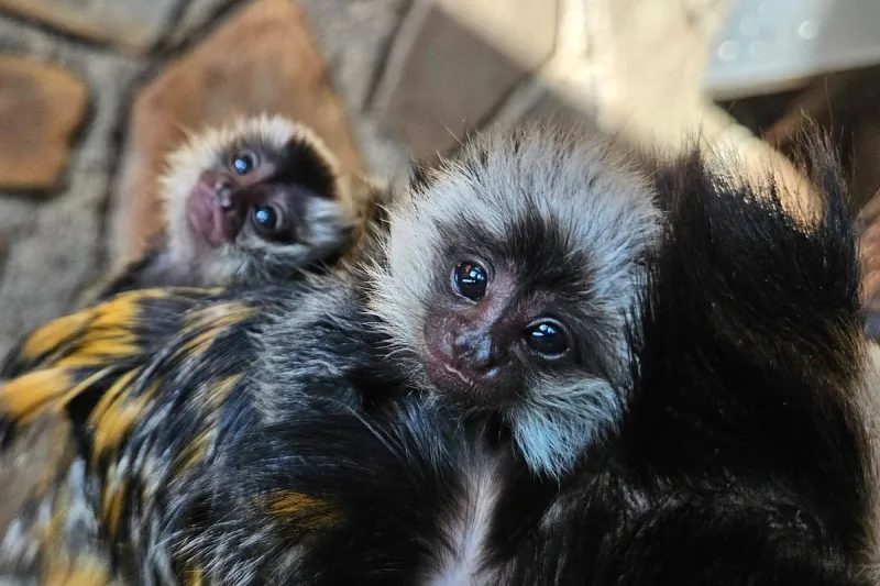 Little Rock Zoo announces births of two female marmosets