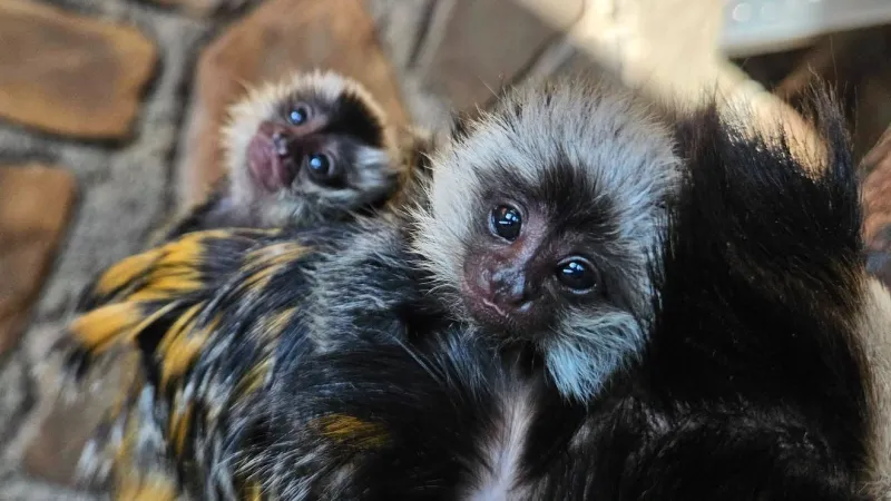 Quiet visitors can now spot newborn marmoset twins riding on parents at Little Rock Zoo